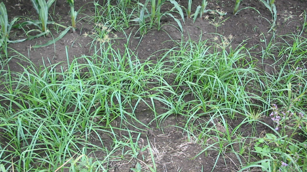 Nutgrass / Nutsedge (Cyperus rotundas) WeedForce
