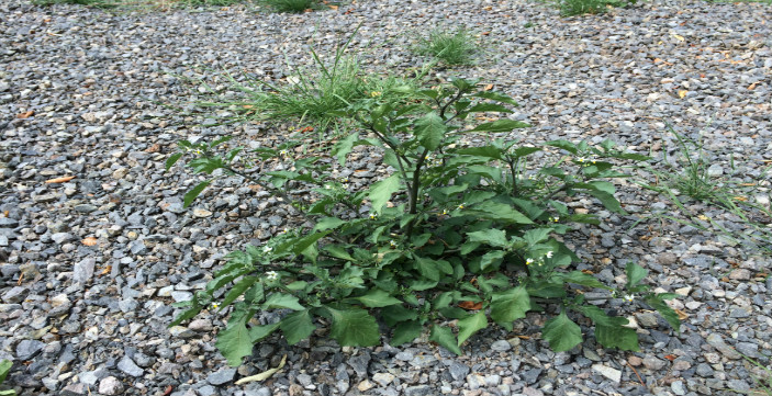 Blackberry Nightshade (Solanum nigrum) | WeedForce