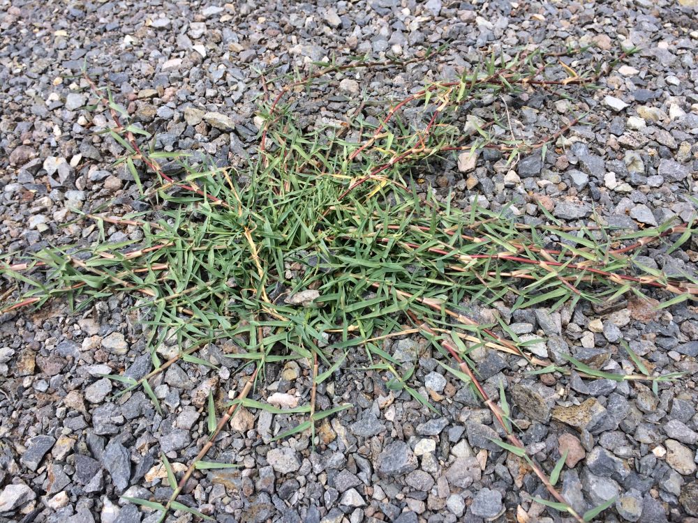 Kikuyu grass | WeedForce